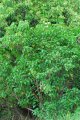 Bois de peinture. THESPETIA polpunea. indigène océan indien. Malvaceae. 7-8m